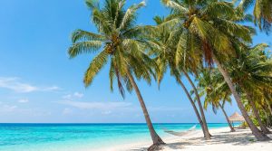 découvrez les 15 meilleures destinations tropicales, pays producteurs de noix de coco, à visiter pour un voyage paradisiaque entre plages idylliques, culture locale et douceur de vivre.