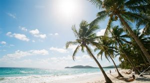 découvrez l'origine de la noix de coco, son histoire fascinante et son importance culturelle à travers le monde.